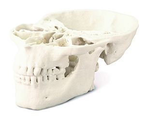 01monochrome_Medical_Skull_Model_300px